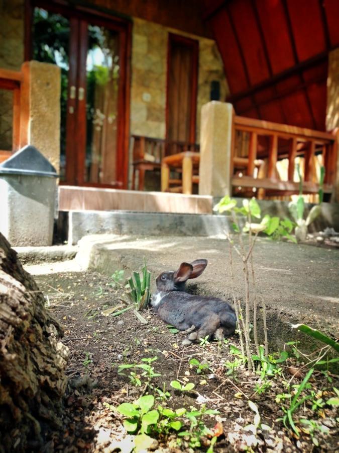 Follow The Rabbit Bungalow Гілі-Аїр Екстер'єр фото